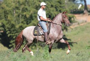 Cavalos venda permanente no haras Feijó - Cavalos e acessórios